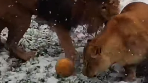 «Лучше чем Мессии ил Роналду»: львы сыграли в футбол на снегу - Sputnik Việt Nam