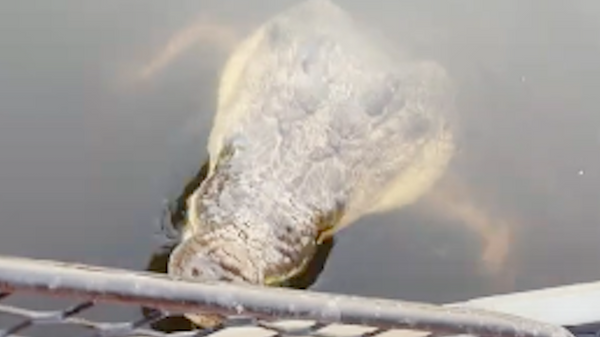 Крокодил бросился на женщину в лодке и попал на видео - Sputnik Việt Nam