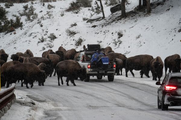 Những chiếc xe hơi chạy ngang qua đàn bò rừng gần Mammoth, Vườn quốc gia Yellowstone, Wyoming, Mỹ - Sputnik Việt Nam