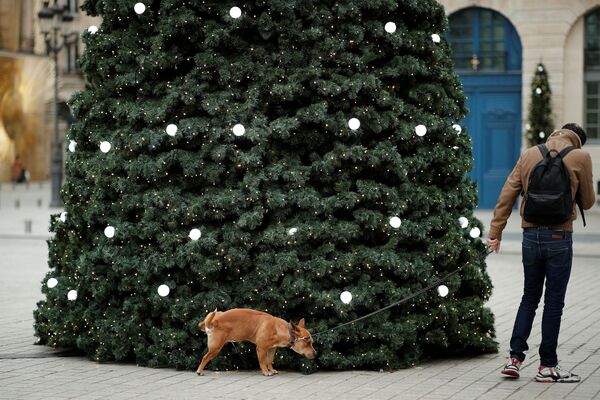 Con chó bên cây thông Noel tại Place Vendome ở Paris, Pháp - Sputnik Việt Nam