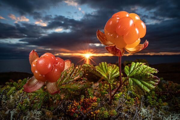 Vàng thiên nhiên Bắc Cực ăn được - nhiếp ảnh gia Na Uy Audun Rikardsen, giành giải Nhì trong hạng mục «Thực vật và Nấm» của cuộc thi Nature Photographer of the Year 2021 - Sputnik Việt Nam