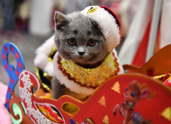 Mèo con hóa trang thành ông già Noel tại triển lãm ở Moskva - Sputnik Việt Nam