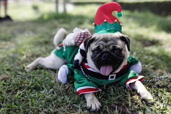 Chú chó trong trang phục Giáng sinh tại cuộc thi thời trang dành cho chó ở Lima, Peru - Sputnik Việt Nam