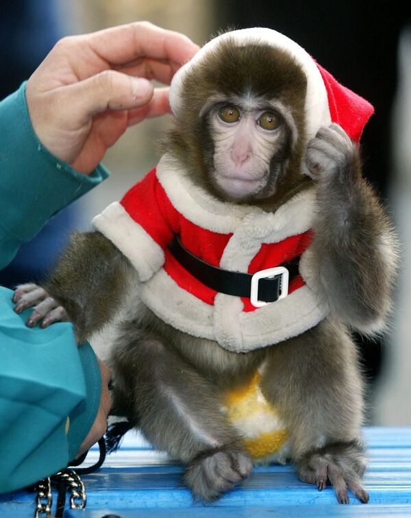 Con khỉ Chap hóa trang thành ông già Noel ở công viên giải trí Arakawa, Nhật Bản - Sputnik Việt Nam