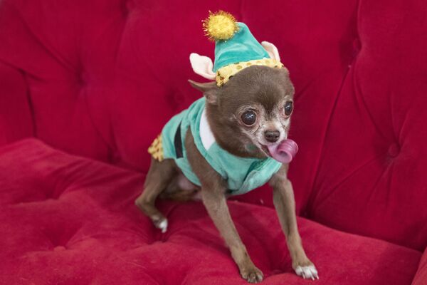Chihuahua hóa trang thành gia tinh trong buổi trình diễn thời trang lễ hội PetSmart ở New York - Sputnik Việt Nam