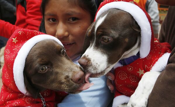 Những chú chó trong trang phục ông già Noel liếm nhau ở El Alto, Bolivia - Sputnik Việt Nam