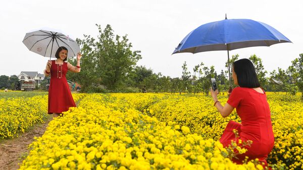 Người phụ nữ tạo dáng bên hoa cúc ở tỉnh Hưng Yên, Việt Nam - Sputnik Việt Nam