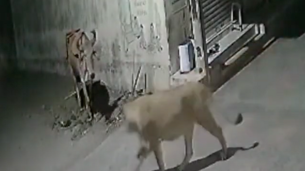 Ở Ấn Độ, bò tót tự cứu mình bằng cách đuổi 2 con sư tử đi - Sputnik Việt Nam