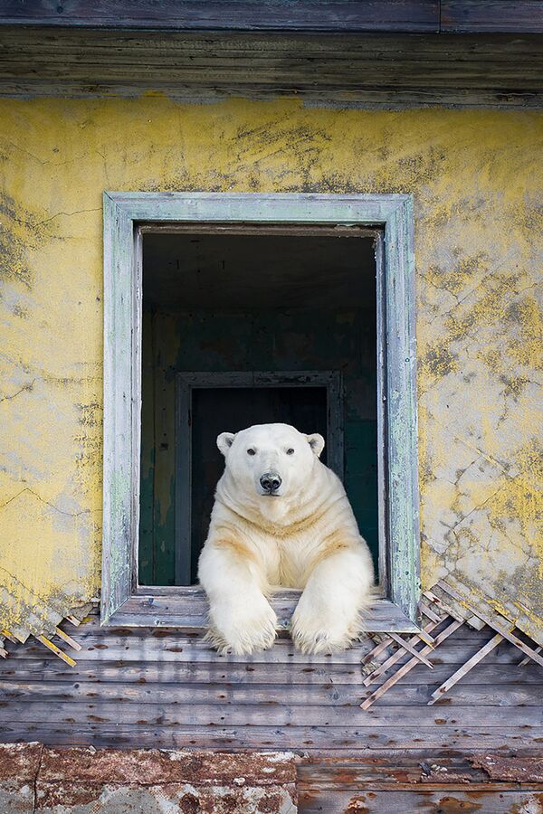 Bức ảnh &quot;Mùa nhà vườn&quot; của nhiếp ảnh gia Dmitry Kokh, chiến thắng ở hạng mục &quot;Rừng rậm đô thị&quot;, cuộc thi “Thiên nhiên hoang dã ở Nga” -2021&quot; do tạp chí National Geographic Russia tổ chức - Sputnik Việt Nam