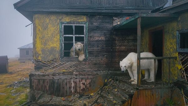 Gấu trắng Bắc Cực tại trạm khí tượng bỏ hoang trên đảo Kolyuchin ở biển Chukotka - Sputnik Việt Nam