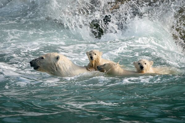 Gấu trắng Bắc Cực ở biển Chukotka - Sputnik Việt Nam