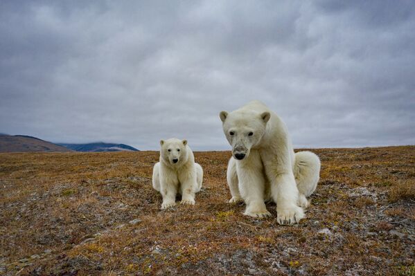 Gấu trắng Bắc Cực tại trạm khí tượng bỏ hoang trên đảo Kolyuchin ở biển Chukotka - Sputnik Việt Nam