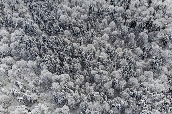 Rừng mùa đông trên cao nguyên Lago-Naki ở Adygea - Sputnik Việt Nam