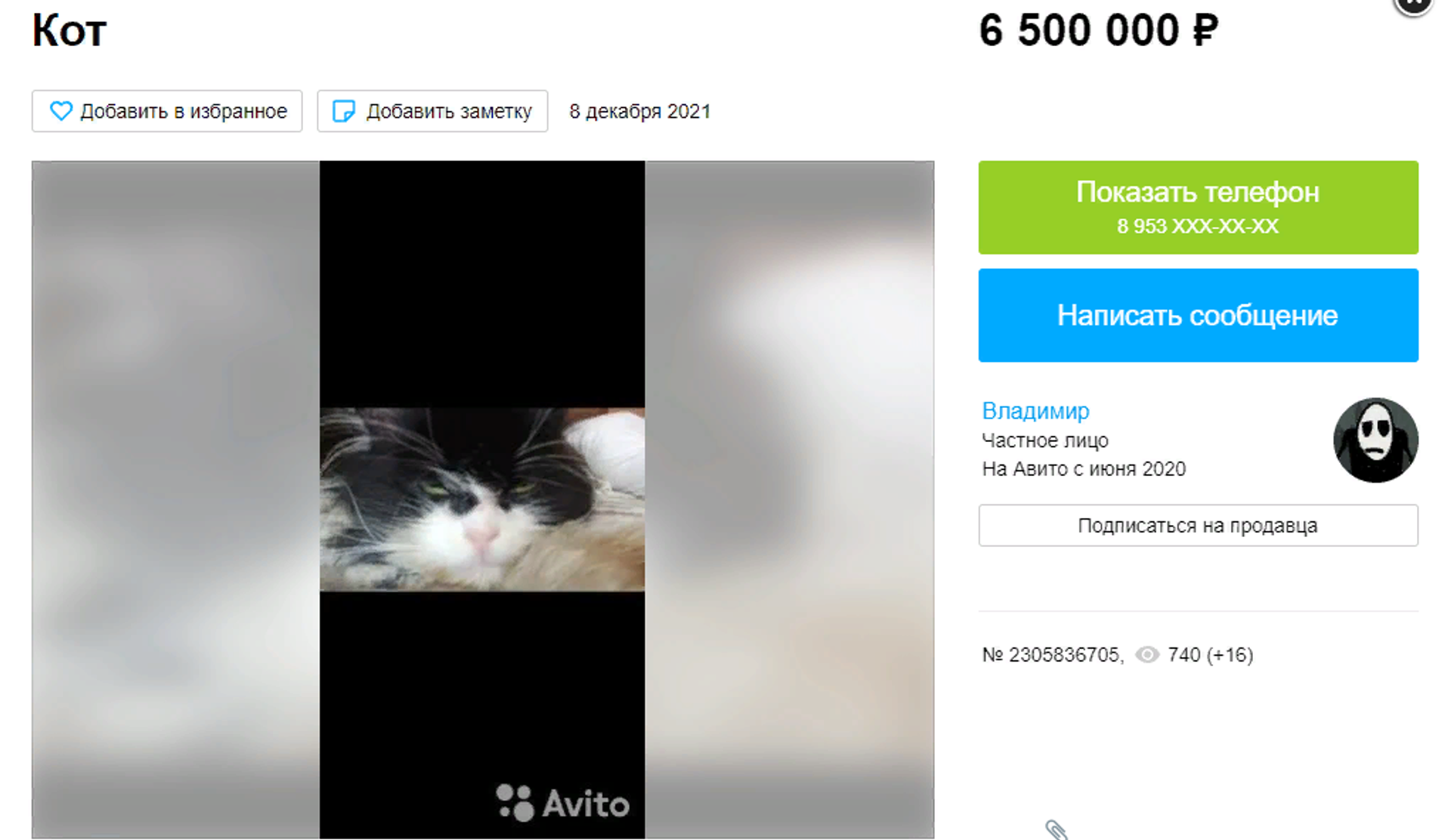 Rao bán một con mèo ở Nga với giá khủng, chỉ vì nó có quan hệ với ông Putin - Sputnik Việt Nam, 1920, 12.01.2022