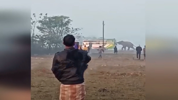 Con voi hung dữ đuổi theo chiếc xe buýt chở khách và đập vỡ cửa sổ - Sputnik Việt Nam