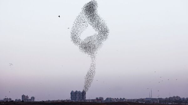 Đàn chim sáo đá khiêu vũ trên bầu trời Israel - Sputnik Việt Nam