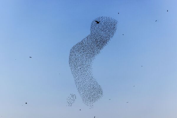 Đàn chim sáo đá khiêu vũ trên bầu trời Israel - Sputnik Việt Nam