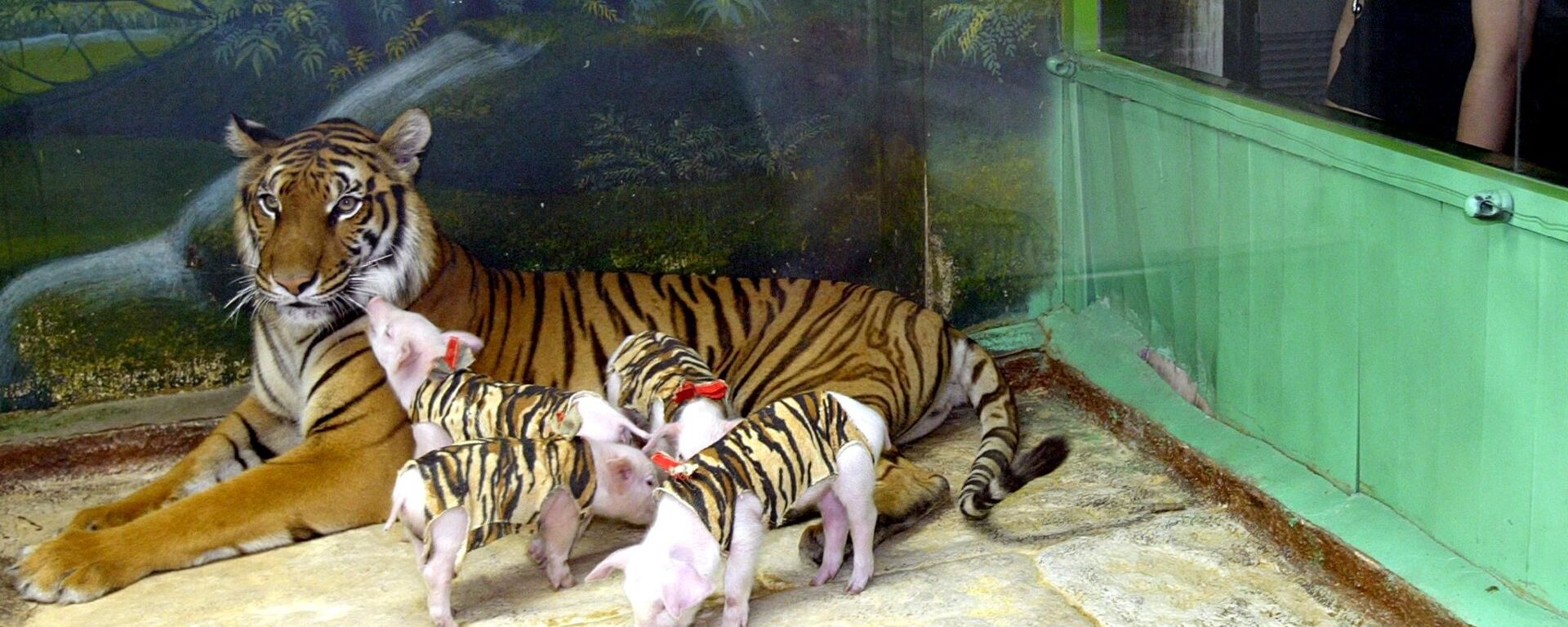 Hổ với lợn con ở Sở thú Bangkok - Sputnik Việt Nam, 1920, 31.01.2022