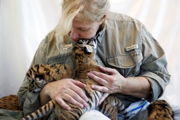 Một nhân viên vườn thú với hổ con Malaysia ở Mỹ - Sputnik Việt Nam