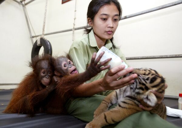 Đười ươi con cho hổ con bú sữa tại vườn thú ở Indonesia - Sputnik Việt Nam