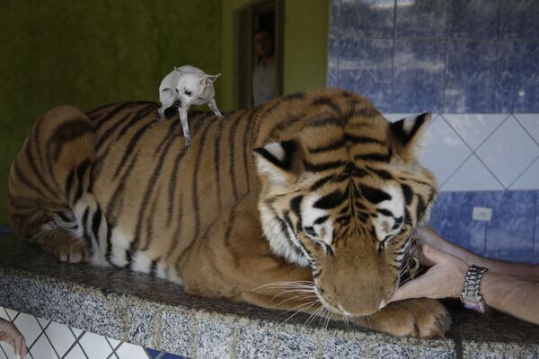 Con chó trên lưng một con hổ ở Brazil - Sputnik Việt Nam