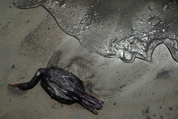 Một con chim chết phủ đầy dầu trên bãi biển ở Ventanilla, Peru - Sputnik Việt Nam