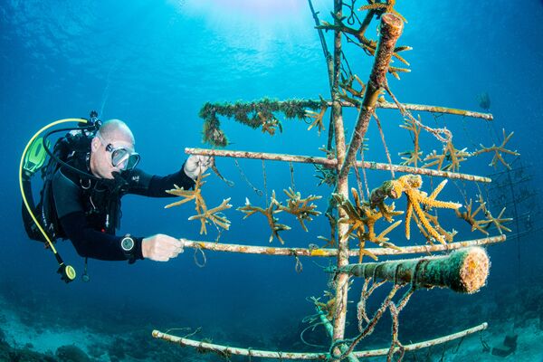 Bức ảnh &quot;Cây San hô&quot; của Catherine Holmes,  giành giải trong hạng mục Bảo tồn môi trường dưới nước, cuộc thi 2021 Ocean Art Underwater Photo - Sputnik Việt Nam