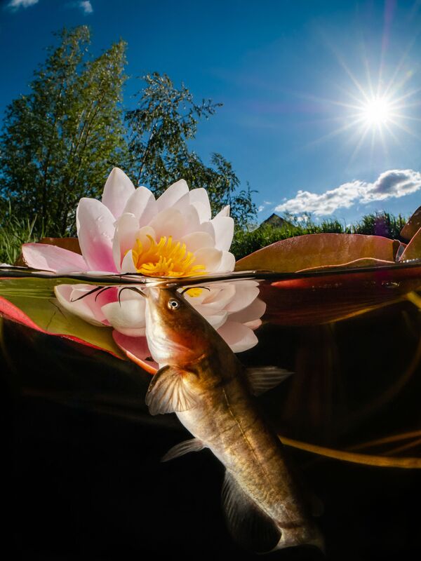“Cá trê và hoa” của Enrico Somogyi, giành vị trí thứ 3 trong hạng mục Compact Wide Angle, cuộc thi 2021 Ocean Art Underwater Photo - Sputnik Việt Nam
