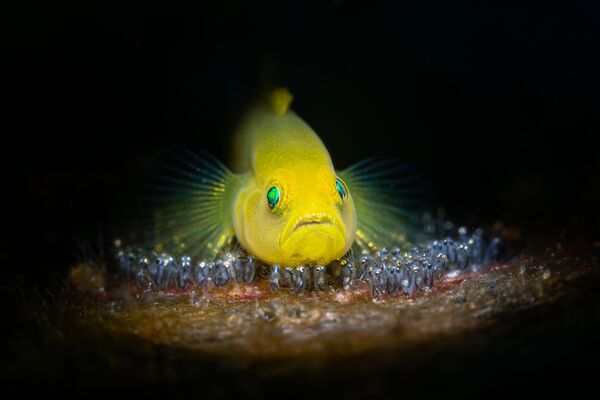 Bức ảnh “Bảo vệ đẻ trứng” của Julian Hsu, giải 2 hạng mục Hành vi sinh vật biển , cuộc thi 2021 Ocean Art Underwater Photo - Sputnik Việt Nam