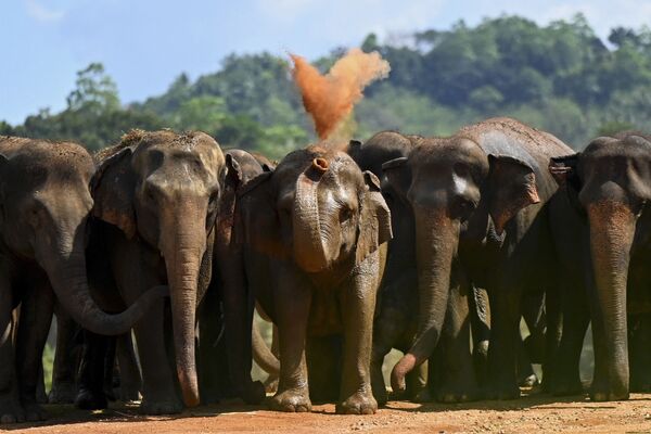 Đàn voi ở Sri Lanka - Sputnik Việt Nam