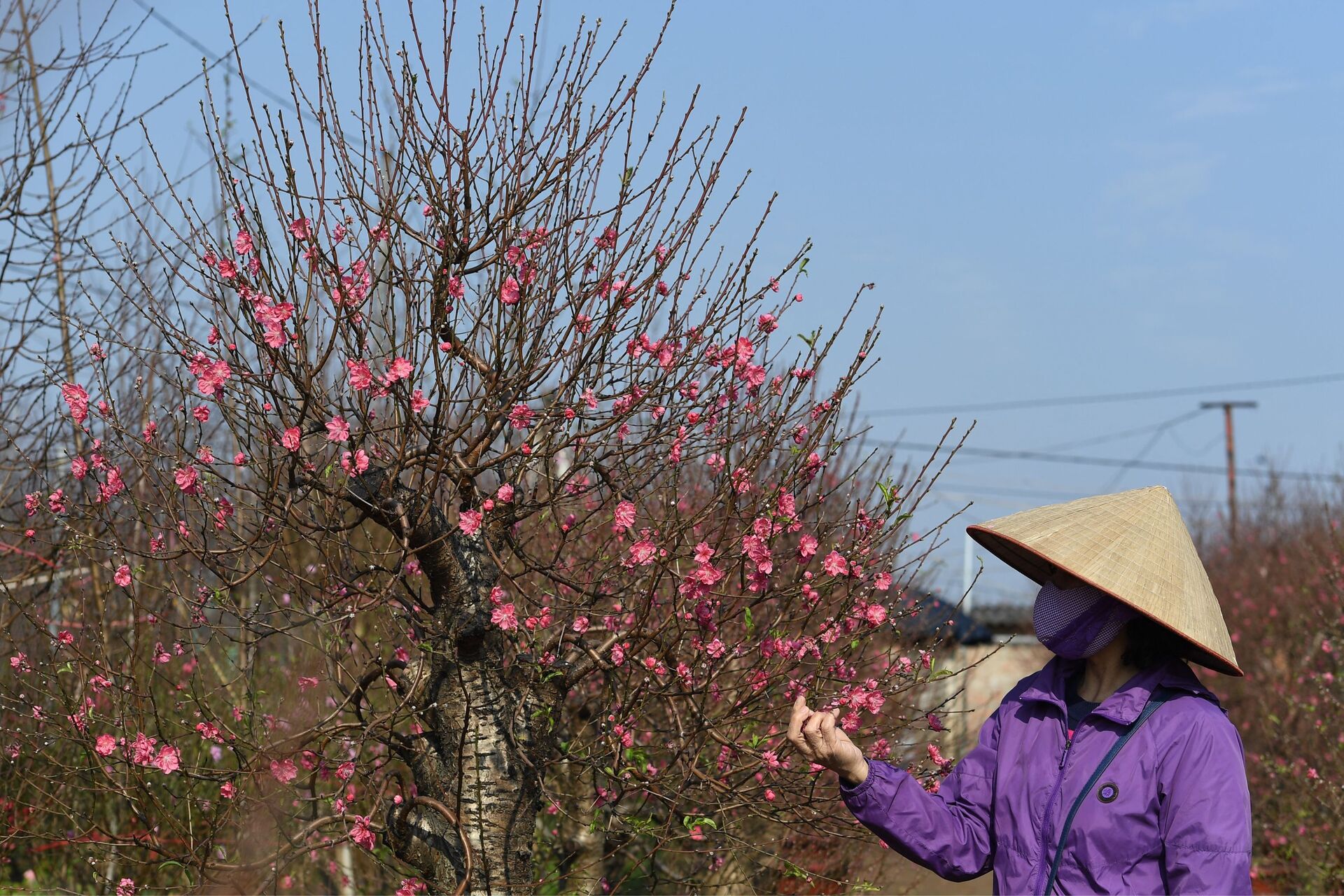 Nhân viên chăm sóc hoa đào cho Tết Nguyên đán sắp tới tại vườn trồng hoa ở Hà Nội - Sputnik Việt Nam, 1920, 27.01.2022