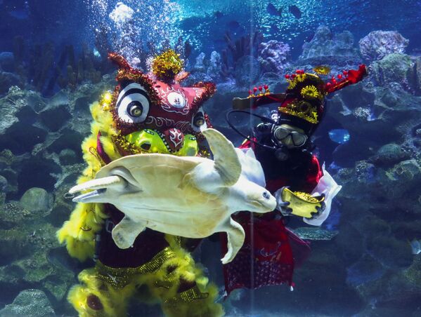 Những người thợ lặn mặc trang phục biểu diễn múa lân dưới nước trước thềm Tết Nguyên đán ở Kuala Lumpur - Sputnik Việt Nam