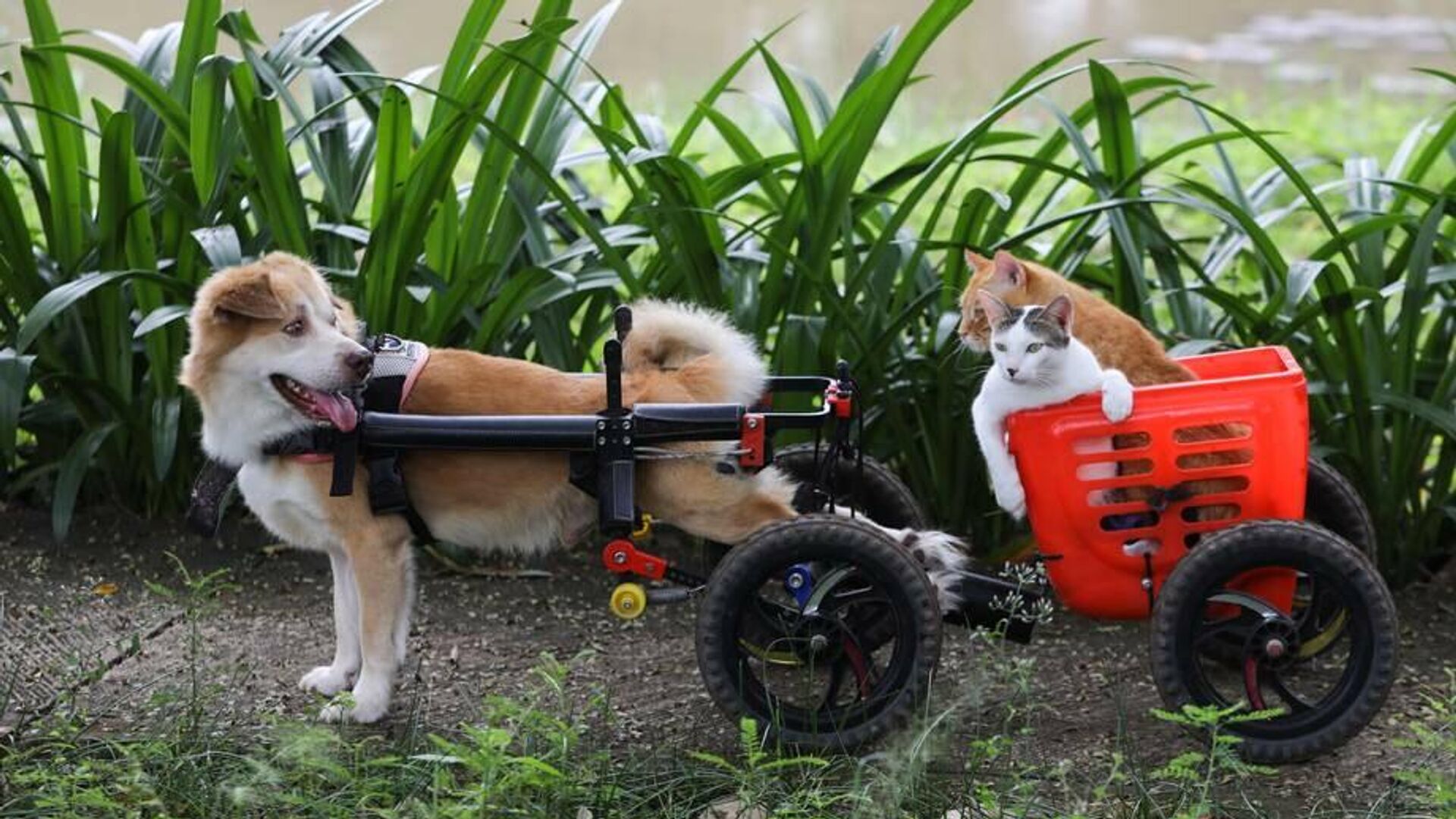 Forever Wheelchair - Xe lăn cho chó mèo - Sputnik Việt Nam, 1920, 21.01.2022