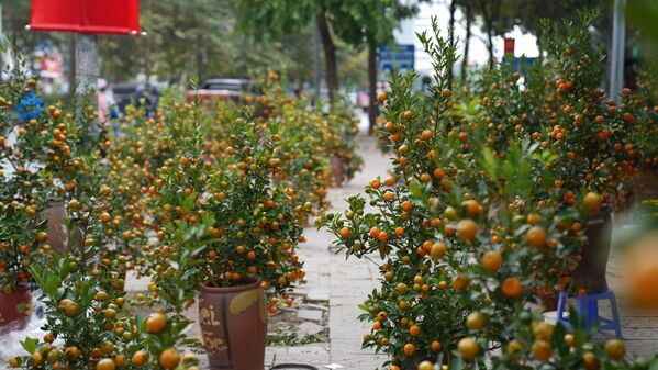 Nhiều cây quýt được bày bán ngay trên vỉa hè ở nhiều tuyến phố - Sputnik Việt Nam