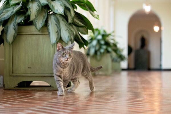 Thú cưng mới của ông bà Biden - con mèo Willow ở Nhà Trắng - Sputnik Việt Nam