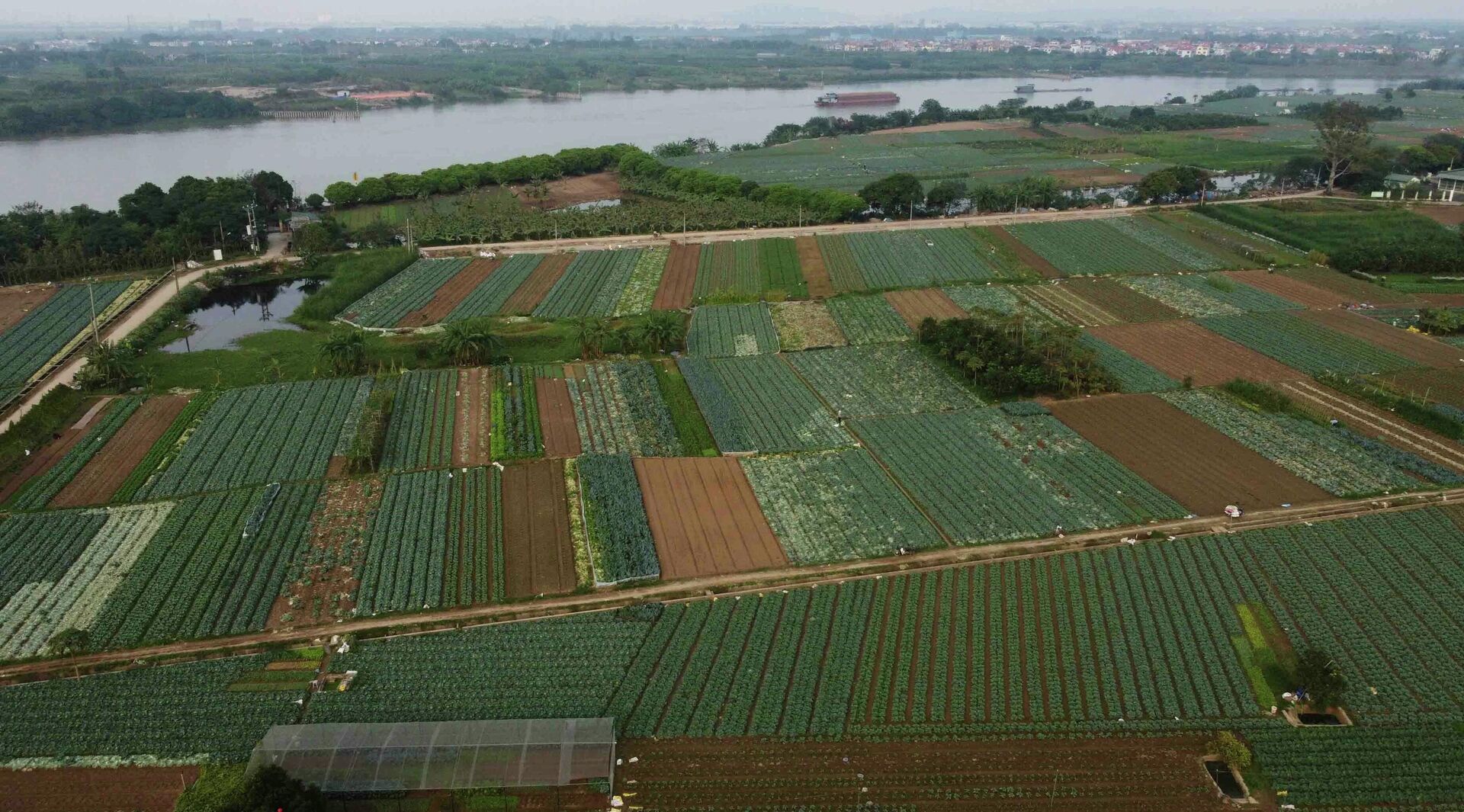 Vùng sản xuất rau an toàn xã Đặng Xá, huyện Gia Lâm chuyên trồng các loại rau bắp cải, súp lơ, mồng tơi, rau muống… với tổng diện tích gần 200 ha, mỗi năm cho thu hoạch khoảng 1.400 tấn sản phẩm - Sputnik Việt Nam, 1920, 01.02.2022