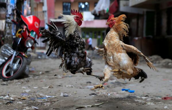 Gà trống chọi nhau trên đường phố ở Nairobi, Kenya - Sputnik Việt Nam