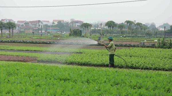 Nông dân chăm sóc rau trên cánh đồng xã Tiền Yên, huyện Hoài Đức (Hà Nội) - Sputnik Việt Nam