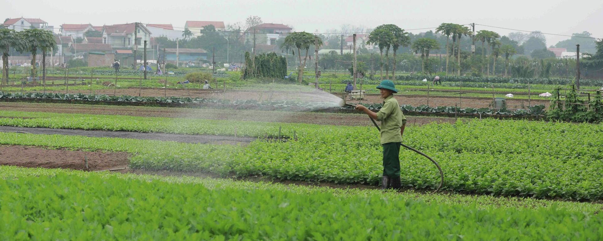 Nông dân chăm sóc rau trên cánh đồng xã Tiền Yên, huyện Hoài Đức (Hà Nội) - Sputnik Việt Nam, 1920, 07.02.2022