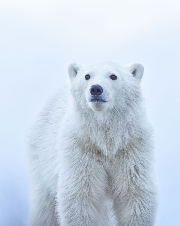 Bức ảnh Gấu con Bắc Cực của nhiếp ảnh gia Jenny Zhao (Mỹ), đoạt giải National Awards, hạng mục Thế giới tự nhiên &amp; Động vật hoang dã, cuộc thi Sony World Photography Awards 2022 - Sputnik Việt Nam
