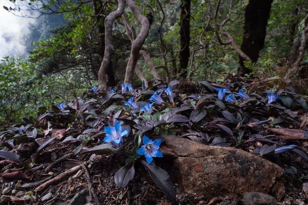 Bức ảnh chụp ở Trung Quốc &quot;Màu xanh bí ẩn&quot; của nhiếp ảnh gia Hailei Zheng đoạt giải 3 hạng mục Vẻ đẹp thực vật của cuộc thi The International Garden Photographer of the Year Competition-15 - Sputnik Việt Nam