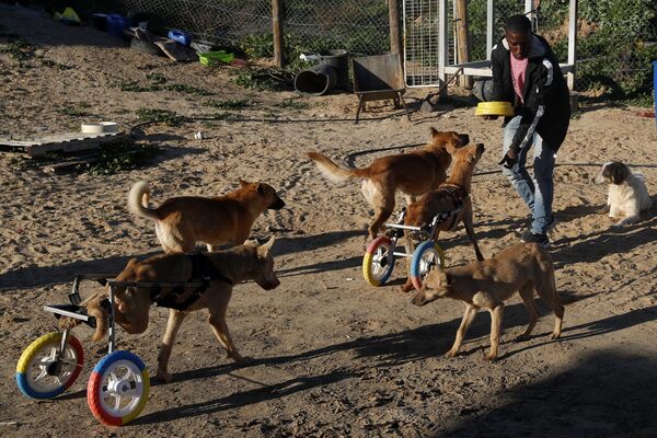 Người chăm sóc Said Al-Aer cho động vật ăn, bao gồm cả những con bị liệt tứ chi, trong trại chó ở thành phố Gaza - Sputnik Việt Nam