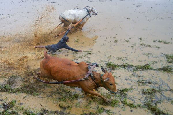 Jockey tham gia Paku Jawi, cuộc đua bò truyền thống trên cánh đồng lúa, Tây Sumatra, Indonesia - Sputnik Việt Nam