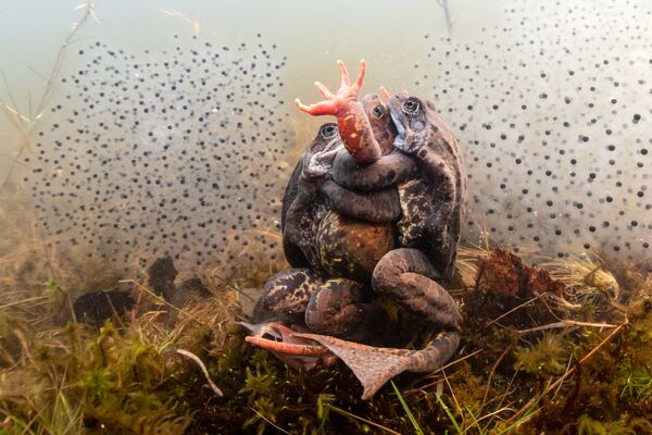Bức ảnh &quot;Tất cả những gì bạn cần là tình yêu&quot; của nhiếp ảnh gia Phần Lan Pekka Tuuri, giải nhất hạng mục Hành vi, cuộc thi The Underwater Photographer of the Year 2022 - Sputnik Việt Nam