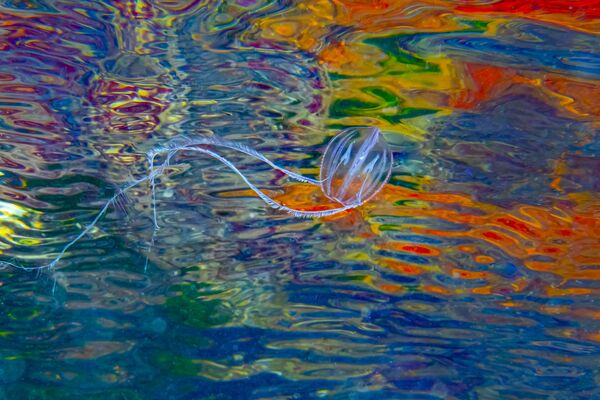 Bức ảnh &quot;Kim cương và rỉ sắt&quot; của nhiếp ảnh gia Anh Paul Pettitt, đoạt giải nhất hạng mục Triển vọng nhất, cuộc thi The Underwater Photographer of the Year 2022 - Sputnik Việt Nam