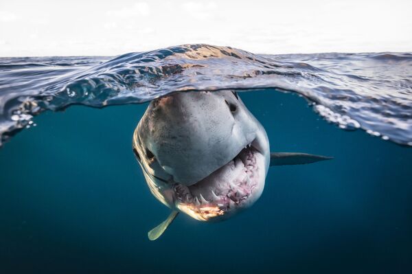 Bức ảnh &quot;Cá mập lớn màu trắng&quot; của nhiếp ảnh gia Úc Matty Smith, giải 2 hạng mục Chân dung, cuộc thi The Underwater Photographer of the Year 2022 - Sputnik Việt Nam