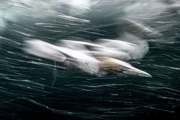 Bức ảnh &quot;Trận tấn công của ó biển&quot; do nhiếp ảnh gia Anh Henley Spiers thực hiện, đoạt giải hạng mục Vùng biển nước Anh. Ảnh góc rộng, cuộc thi The Underwater Photographer of the Year 2022 - Sputnik Việt Nam