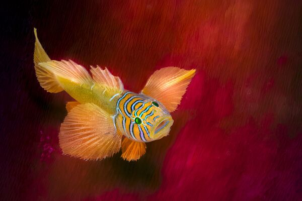 Bức ảnh &quot;Beauty on a red anemone skirt&quot; của nhiếp ảnh gia Oman Yazid Shaari, giải 2 hạng mục Nhìn lên và đi thẳng, cuộc thi The Underwater Photographer of the Year 2022 - Sputnik Việt Nam