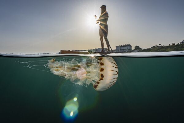 Bức ảnh &quot;Chung sống hòa bình&quot; của nhiếp ảnh gia Anh Lewis Michael Jefferies, giải nhất hạng mục Vùng biển nước Anh. Chung sống, cuộc thi The Underwater Photographer of the Year 2022 - Sputnik Việt Nam