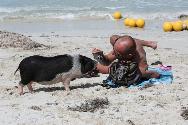 Người đàn ông với những con lợn Việt Nam trên bãi biển ở bang Yucatan, Mexico - Sputnik Việt Nam